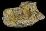 Permian Amphibian (Eryops) Fossil Jaw Section - Texas #155176-4